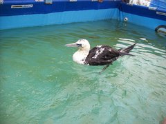Gannet in rescue centre