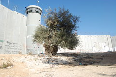 The Wall, Palestine