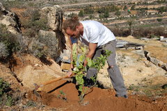 Planting olive trees in Palestine